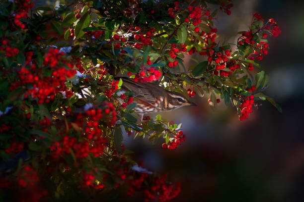 Nature and bird. Green red nature background. Bird: Redwing.