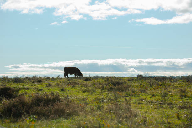 istock Brown cow grazing in an open field.. 1281321761