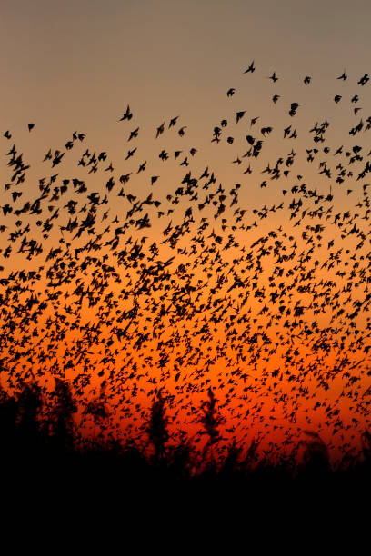 istock Abstract nature. Flying birds. Colorful nature background. 1281321851