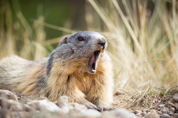 istock Groundhog of the Alps 1281322336