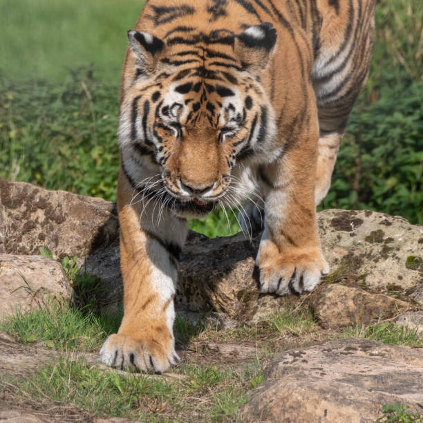 istock Beautiful Bengal Tiger Walking on Rocky Ground 1281323312