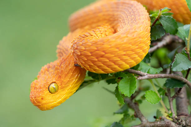 istock Venomous Bush Viper snake in tree (Atheris squamigera) female 1281323841