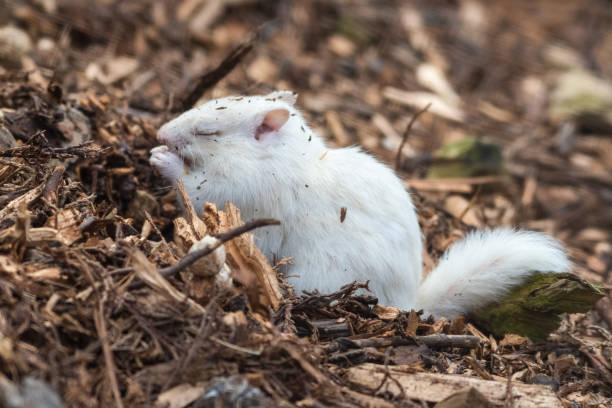 istock Albino Chipmunk Feeding on the Ground 1281325987
