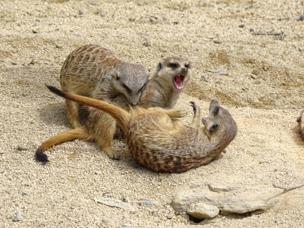 istock Meerkats fight on stony ground. 1281326124