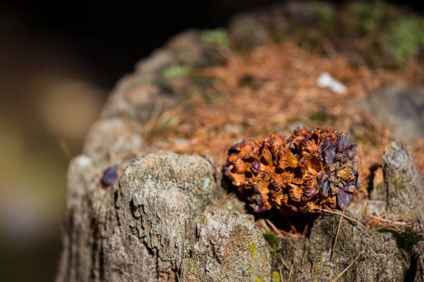 Spruce cone eaten by a squirrel in a coniferous forest
