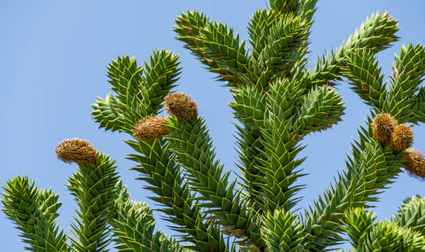 Close-up of spiky green branch with cones of Araucaria araucana, monkey puzzle tree, monkey tail tree, or Chilean pine in landscape city park Krasnodar or Galitsky Park in sunny autumn September 2020 Close-up of spiky green branch with cones of Araucaria araucana, monkey puzzle tree, monkey tail tree, or Chilean pine in landscape city park Krasnodar or Galitsky Park in sunny autumn September 2020 araucaria araucana stock pictures, royalty-free photos & images