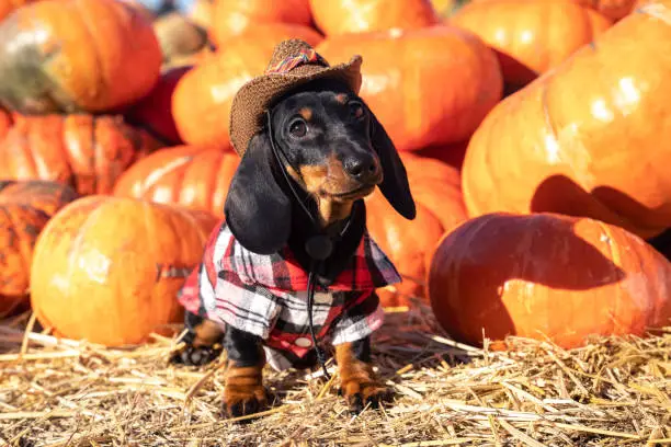Photo of funny Dachshund puppy, dressed in a village check shirt and a cowboy hat, standing nearby a heap a pumpkin harvest at the fair in the autumn. dog prepares for Halloween, chooses a pumpkin