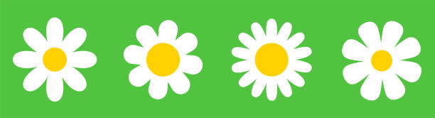 ilustrações, clipart, desenhos animados e ícones de ícones brancos de flores definidos. ícone de camomila daisy. o simples sumbol flui em fundo verde. estilo plano de planta de flores - vetor de estoque. - sumbol