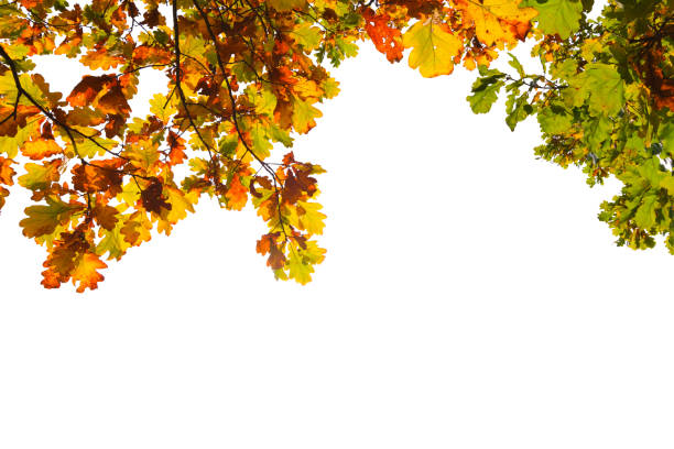 istock Autumn leaves. Autumn tree leaves isolated on white  background with clipping path. 1281327218
