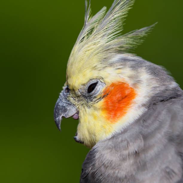 istock Cute Cockatiel Close Up Head Portrait 1281327238