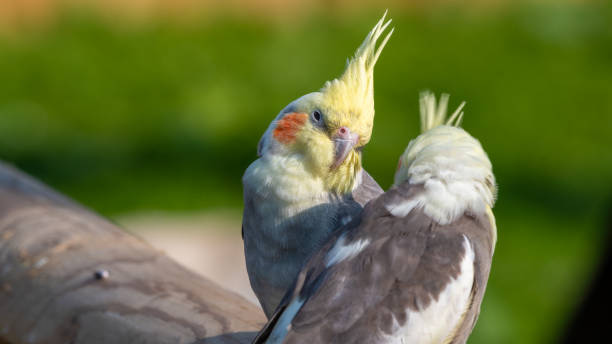 istock Two Cute Cockatiel Looking at Each Other 1281327245