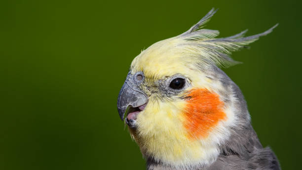 istock Cute Cockatiel Close Up Head Portrait 1281327261