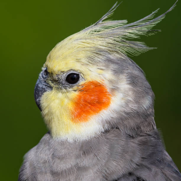 istock Cute Cockatiel Close Up Head Portrait 1281327263