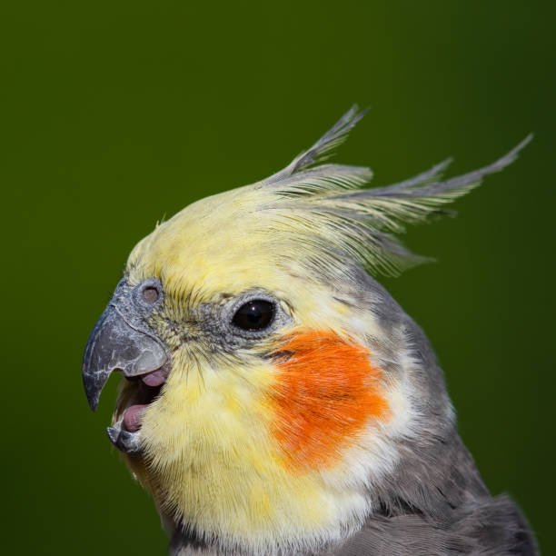 istock Cute Cockatiel Close Up Head Portrait 1281327271