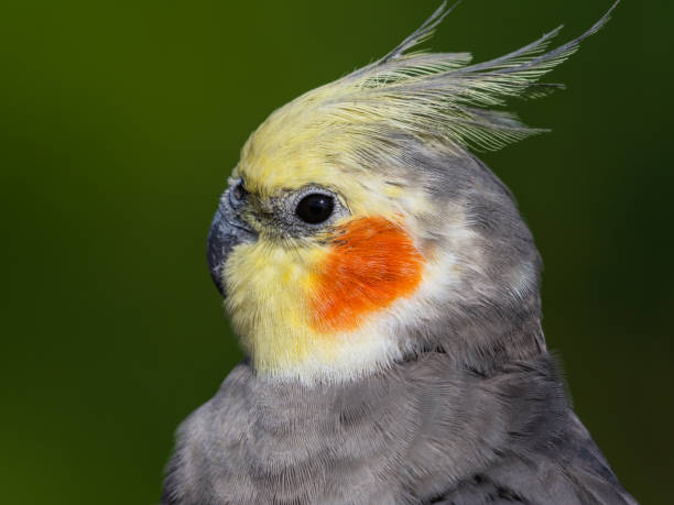 istock Cute Cockatiel Close Up Head Portrait 1281327335