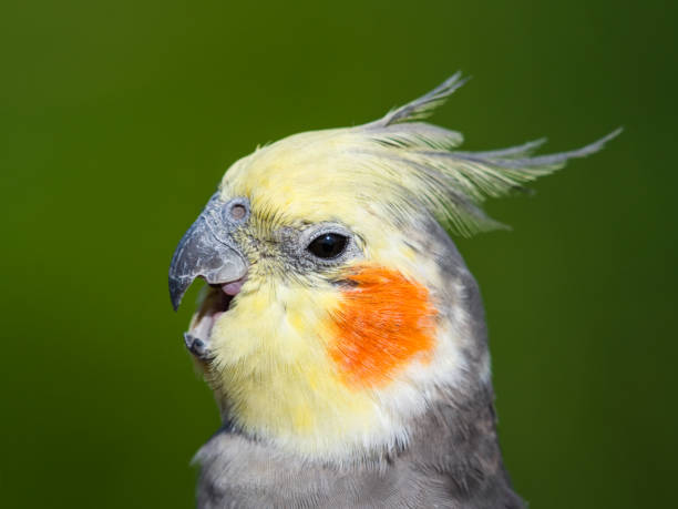 istock Cute Cockatiel Close Up Head Portrait 1281327341