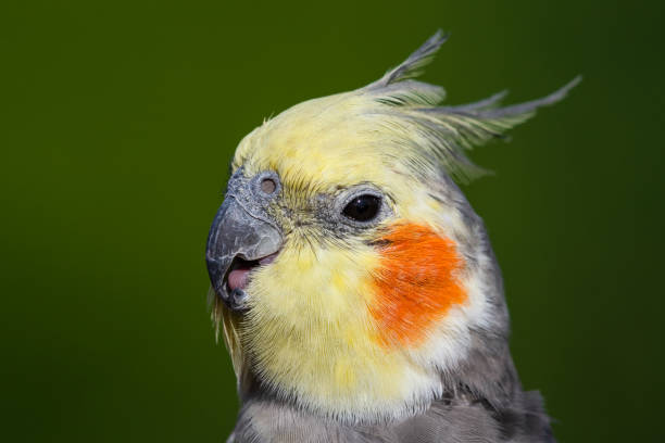 istock Cute Cockatiel Close Up Head Portrait 1281327363