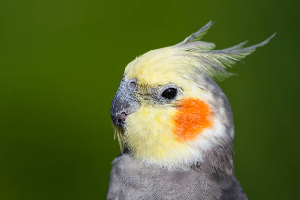 istock Cute Cockatiel Close Up Head Portrait 1281327367