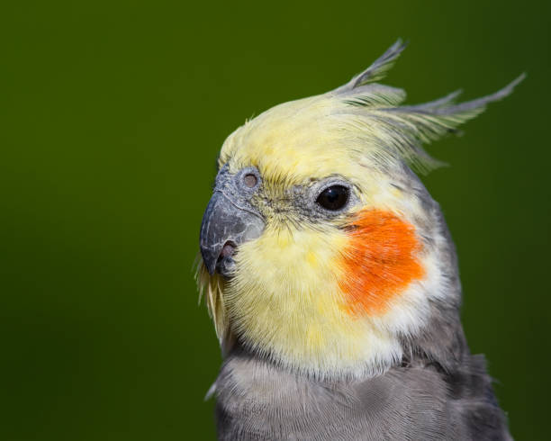 istock Cute Cockatiel Close Up Head Portrait 1281327388