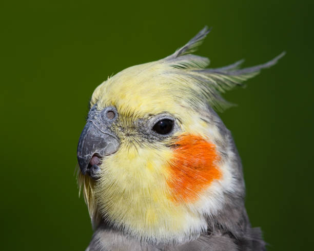 istock Cute Cockatiel Close Up Head Portrait 1281327412