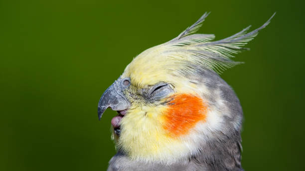 istock Cute Cockatiel Close Up Head Portrait 1281327792