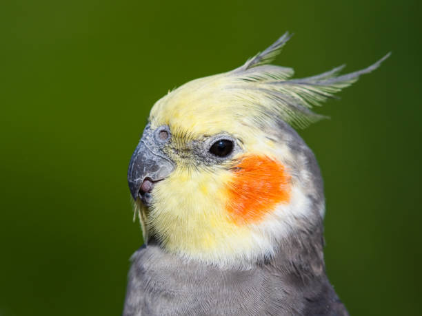 istock Cute Cockatiel Close Up Head Portrait 1281327926