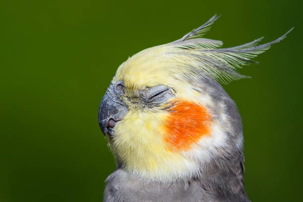 istock Cute Cockatiel Close Up Head Portrait 1281327958