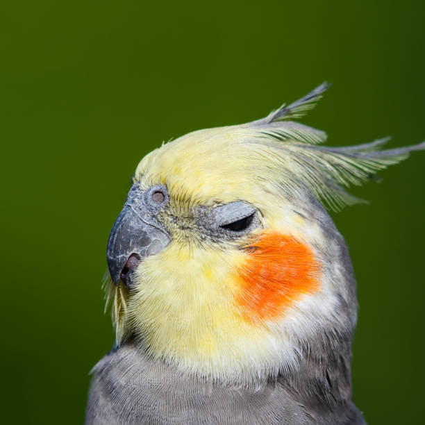 istock Cute Cockatiel Close Up Head Portrait 1281327959