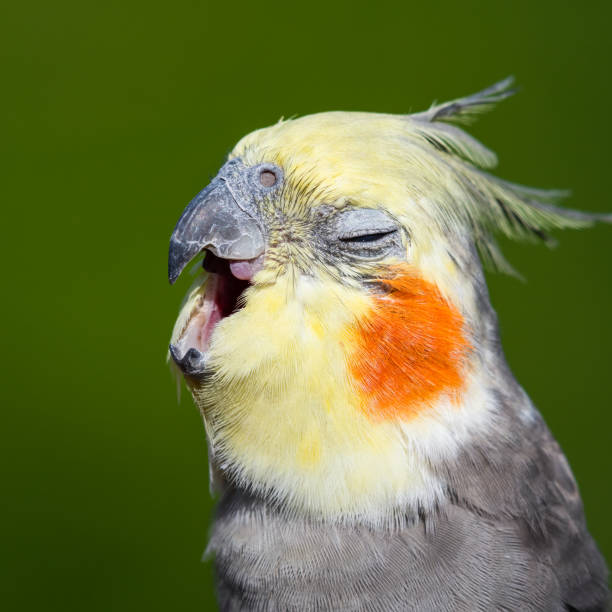 istock Cute Cockatiel Close Up Head Portrait 1281327973