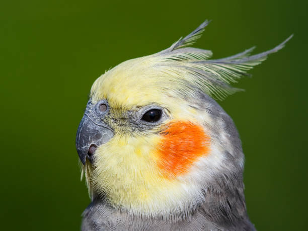 istock Cute Cockatiel Close Up Head Portrait 1281327978