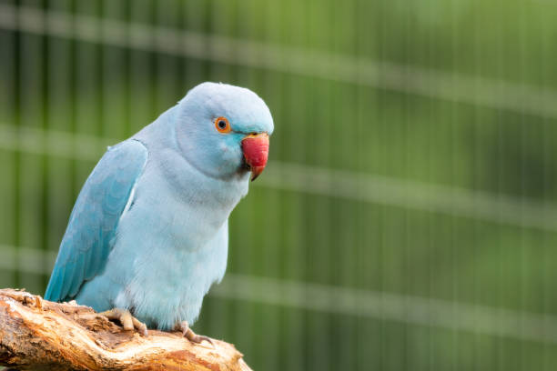 istock Blue Ring-Necked Parakeet Perched on a Branch 1281328000