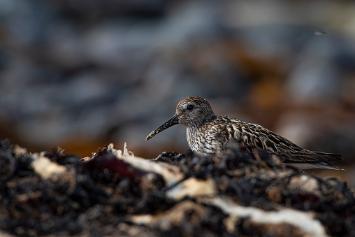 Name: Dunlin, Sanderling\nScientific name: Calidris alpina\nCountry: Iceland\nLocation: Snaefellsnes