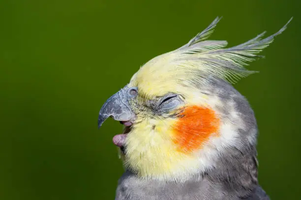 Photo of Cute Cockatiel Close Up Head Portrait