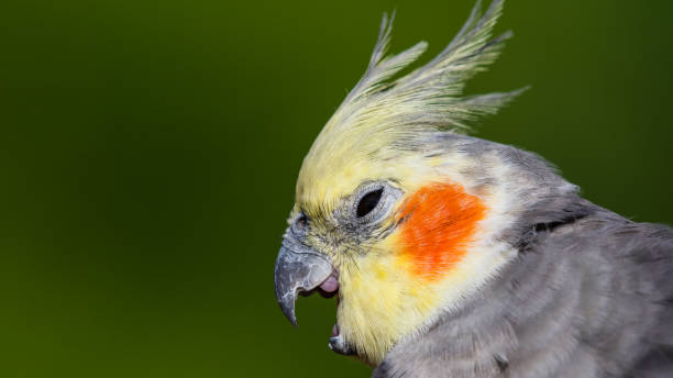 istock Cute Cockatiel Close Up Head Portrait 1281328044
