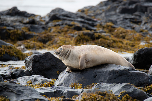 Names: Common seal, harbor seal, harbour seal\nScientific name: phoca vitulina\nCountry: Iceland\nLocation: Snaefellsnes