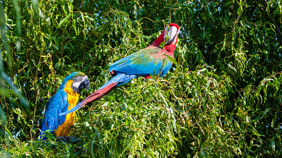 Blue-and-yellow and Red-and-blue Macaw Climbing a Tree