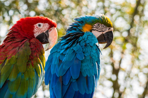 Blue-and-yellow and Red-and-blue Macaw Standing Together Blue-and-yellow and Red-and-blue Macaw Standing Together green winged macaw stock pictures, royalty-free photos & images