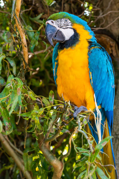 istock Blue-and-yellow Macaw Climbing in a Tree 1281329265