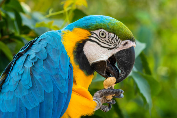 istock Blue-and-yellow Macaw Close Up Side Profile 1281329625