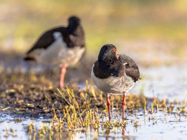 istock Pied Oystercatcher couple sleeping on river bank 1281329713