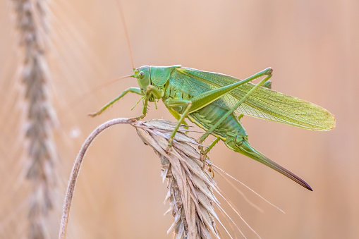 Great green bush-cricket (Tettigonia viridissima) perched on twig in grain field.