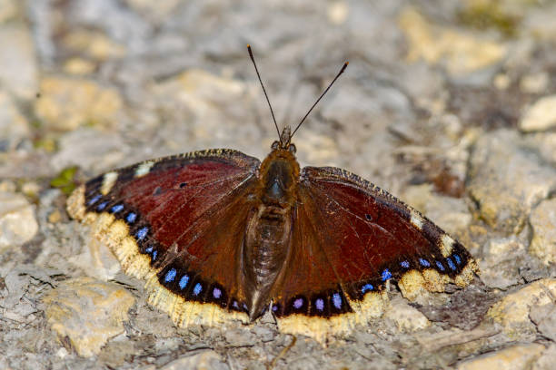 istock Camberwell beauty butterfly 1281330751
