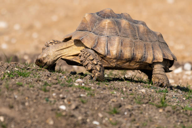 istock Giant Tortoise Walking Slowly in a Meadow 1281331247