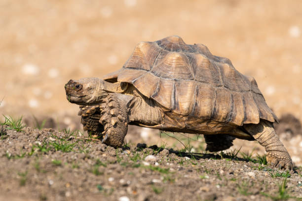 istock Giant Tortoise Walking Slowly in a Meadow 1281331322