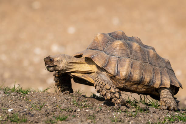istock Giant Tortoise Walking Slowly in a Meadow 1281331402