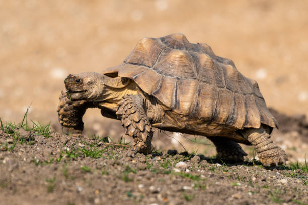 istock Giant Tortoise Walking Slowly in a Meadow 1281331461