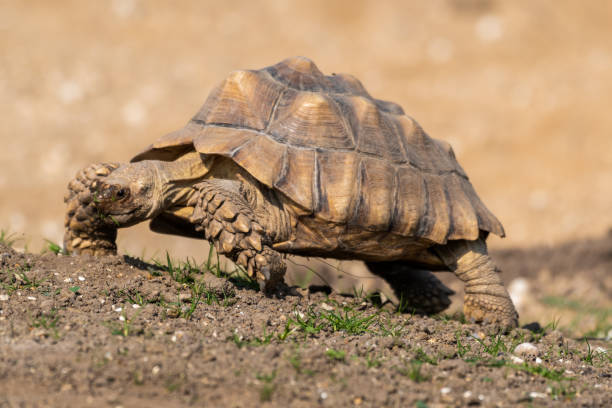 istock Giant Tortoise Walking Slowly in a Meadow 1281331504