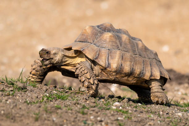 istock Giant Tortoise Walking Slowly in a Meadow 1281331505