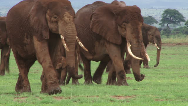 A big family of elephants moving to a new area