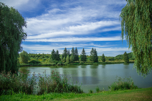 idyllic summer landscape green trees shore line of peaceful pond reservoir clear weather day time in June